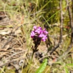 Cullen microcephalum (Dusky Scurf-pea) at Namadgi National Park - 28 Dec 2021 by Liam.m