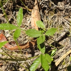 Cullen microcephalum at Cotter River, ACT - 28 Dec 2021