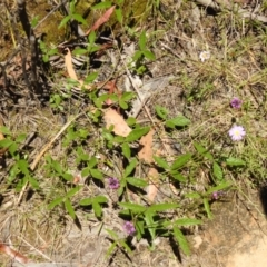 Cullen microcephalum at Cotter River, ACT - 28 Dec 2021