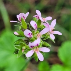 Pelargonium australe (Austral Stork's-bill) at Ulladulla - Warden Head Bushcare - 28 Dec 2021 by trevorpreston