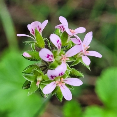 Pelargonium australe (Austral Stork's-bill) at Ulladulla, NSW - 28 Dec 2021 by tpreston