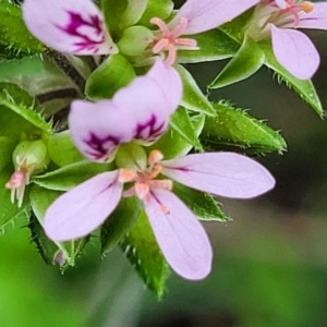 Pelargonium australe at Ulladulla, NSW - 28 Dec 2021