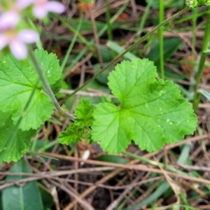 Pelargonium australe at Ulladulla, NSW - 28 Dec 2021