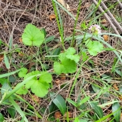 Pelargonium australe at Ulladulla, NSW - 28 Dec 2021