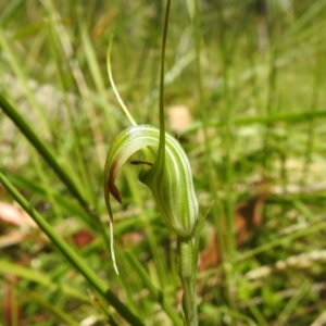 Diplodium decurvum at Cotter River, ACT - suppressed