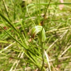 Diplodium decurvum at Cotter River, ACT - suppressed