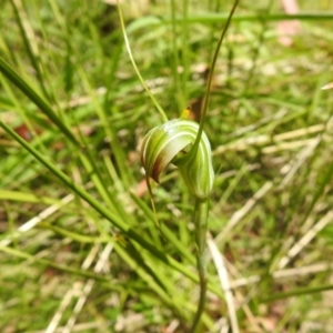 Diplodium decurvum at Cotter River, ACT - suppressed