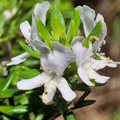 Westringia fruticosa (Native Rosemary) at Ulladulla, NSW - 28 Dec 2021 by tpreston