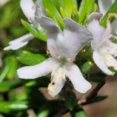 Westringia fruticosa at Ulladulla, NSW - 28 Dec 2021