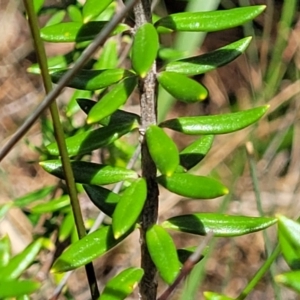 Westringia fruticosa at Ulladulla, NSW - 28 Dec 2021