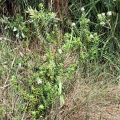 Westringia fruticosa at Ulladulla, NSW - 28 Dec 2021