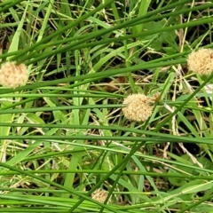 Ficinia nodosa (Knobby Club-rush) at Ulladulla, NSW - 28 Dec 2021 by trevorpreston