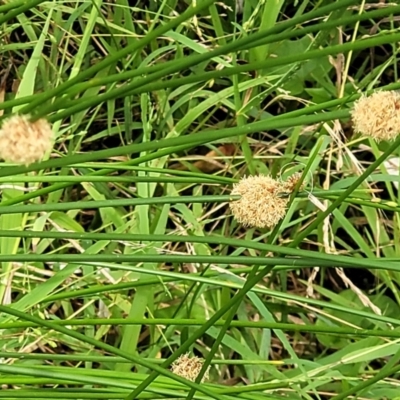 Ficinia nodosa (Knobby Club-rush) at Ulladulla, NSW - 28 Dec 2021 by trevorpreston