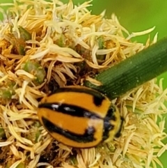 Micraspis frenata (Striped Ladybird) at Coomee Nulunga Cultural Walking Track - 28 Dec 2021 by tpreston