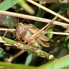 Tettigoniidae (family) (Unidentified katydid) at Ulladulla - Warden Head Bushcare - 28 Dec 2021 by trevorpreston