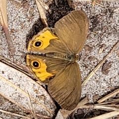 Hypocysta metirius (Brown Ringlet) at Coomee Nulunga Cultural Walking Track - 28 Dec 2021 by trevorpreston