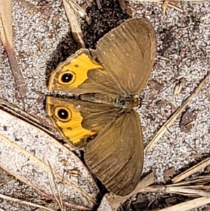 Hypocysta metirius at Ulladulla, NSW - 28 Dec 2021