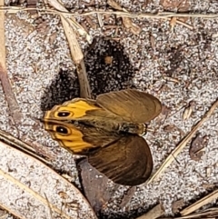 Hypocysta metirius at Ulladulla, NSW - 28 Dec 2021