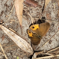 Hypocysta metirius at Ulladulla, NSW - 28 Dec 2021