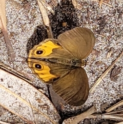 Hypocysta metirius at Ulladulla, NSW - 28 Dec 2021