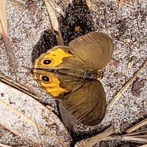 Hypocysta metirius at Ulladulla, NSW - 28 Dec 2021