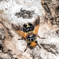 Microtropesa sp. (genus) (Tachinid fly) at Black Mountain - 28 Dec 2021 by Roger