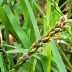 Stenotaphrum secundatum (Buffalo Grass) at Coomee Nulunga Cultural Walking Track - 28 Dec 2021 by trevorpreston