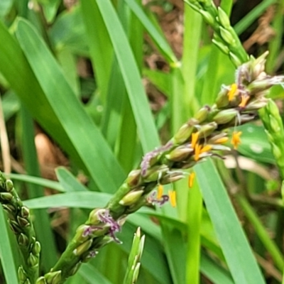 Stenotaphrum secundatum (Buffalo Grass) at Ulladulla, NSW - 28 Dec 2021 by tpreston