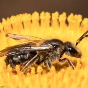 Lasioglossum (Chilalictus) lanarium at Bruce, ACT - 28 Dec 2021 11:25 AM