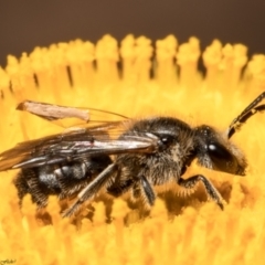 Lasioglossum (Chilalictus) lanarium (Halictid bee) at Bruce, ACT - 28 Dec 2021 by Roger