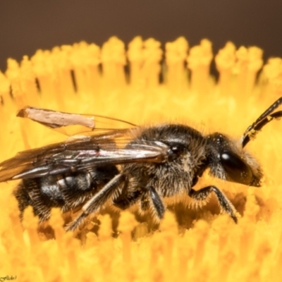 Lasioglossum (Chilalictus) lanarium (Halictid bee) at Black Mountain - 28 Dec 2021 by Roger