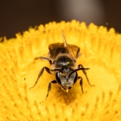 Lasioglossum (Chilalictus) lanarium at Bruce, ACT - 28 Dec 2021 11:25 AM