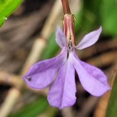 Lobelia anceps (Angled Lobelia) at Ulladulla - Warden Head Bushcare - 28 Dec 2021 by tpreston