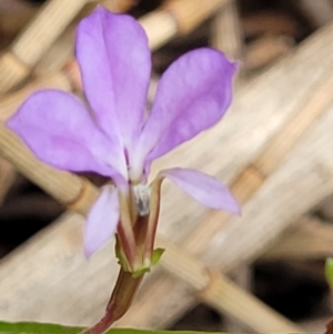 Lobelia anceps at Ulladulla, NSW - 28 Dec 2021 02:35 PM