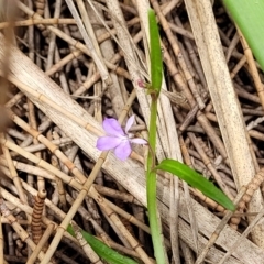 Lobelia anceps at Ulladulla, NSW - 28 Dec 2021 02:35 PM