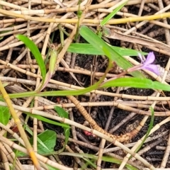 Lobelia anceps at Ulladulla, NSW - 28 Dec 2021 02:35 PM