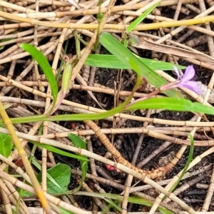 Lobelia anceps at Ulladulla, NSW - 28 Dec 2021 02:35 PM