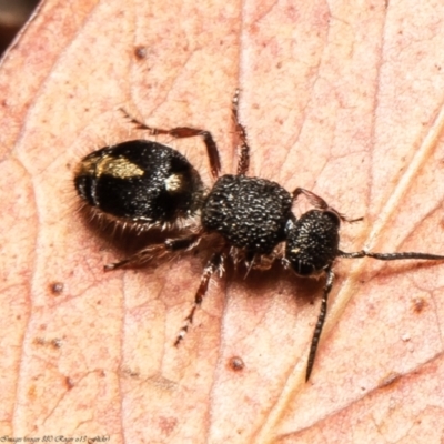 Ephutomorpha sp. (genus) (Mutillid wasp or Velvet ant) at Black Mountain - 27 Dec 2021 by Roger