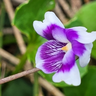 Viola banksii (Native Violet) at Ulladulla, NSW - 28 Dec 2021 by tpreston