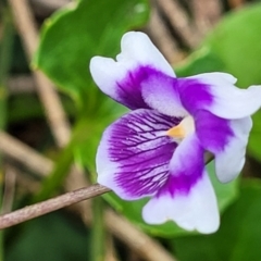 Viola banksii (Native Violet) at Coomee Nulunga Cultural Walking Track - 28 Dec 2021 by tpreston