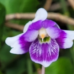 Viola banksii at Ulladulla, NSW - 28 Dec 2021