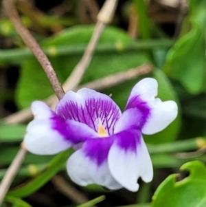 Viola banksii at Ulladulla, NSW - 28 Dec 2021