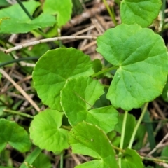 Viola banksii at Ulladulla, NSW - 28 Dec 2021