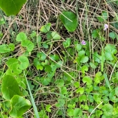 Viola banksii at Ulladulla, NSW - 28 Dec 2021 02:34 PM