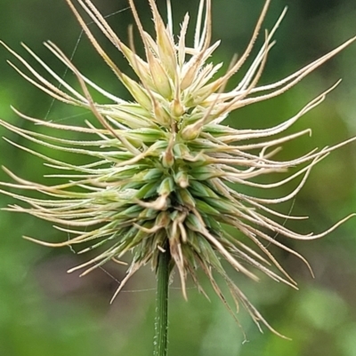 Echinopogon sp. (Hedgehog Grass) at Ulladulla, NSW - 28 Dec 2021 by trevorpreston