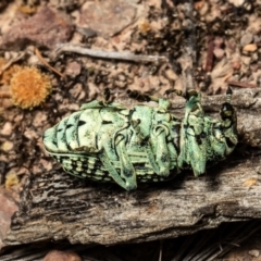 Chrysolopus spectabilis (Botany Bay Weevil) at Black Mountain - 28 Dec 2021 by Roger