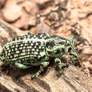 Chrysolopus spectabilis at Bruce, ACT - 28 Dec 2021