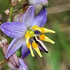 Dianella caerulea (Common Flax Lily) at Ulladulla, NSW - 28 Dec 2021 by trevorpreston