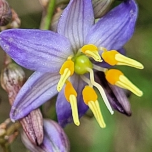 Dianella caerulea at Ulladulla, NSW - 28 Dec 2021