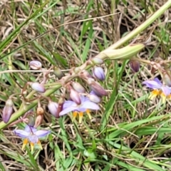 Dianella caerulea at Ulladulla, NSW - 28 Dec 2021